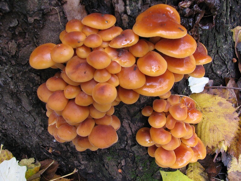 Seeds Honey Mushroom Winter Mycelium Spawn Dried Spores Organic