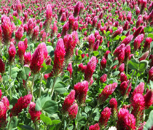 CLOVER CRIMSON RED Trifolium Incarnatum – 50,000 Bulk Seeds