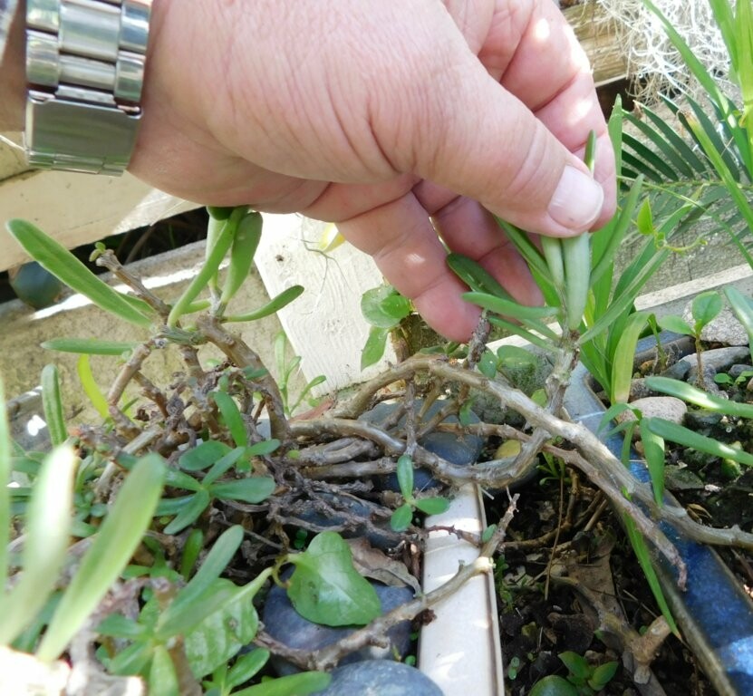 TYLECODON STRIATUS CUTTINGS TRUE MINIATURE SUCCULENT
