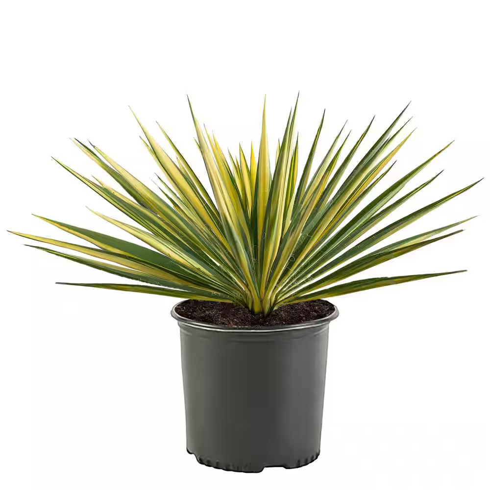 2.25 Gal. Color Guard Yucca Shrub Plant with Creamy White and Dark Green Foliage