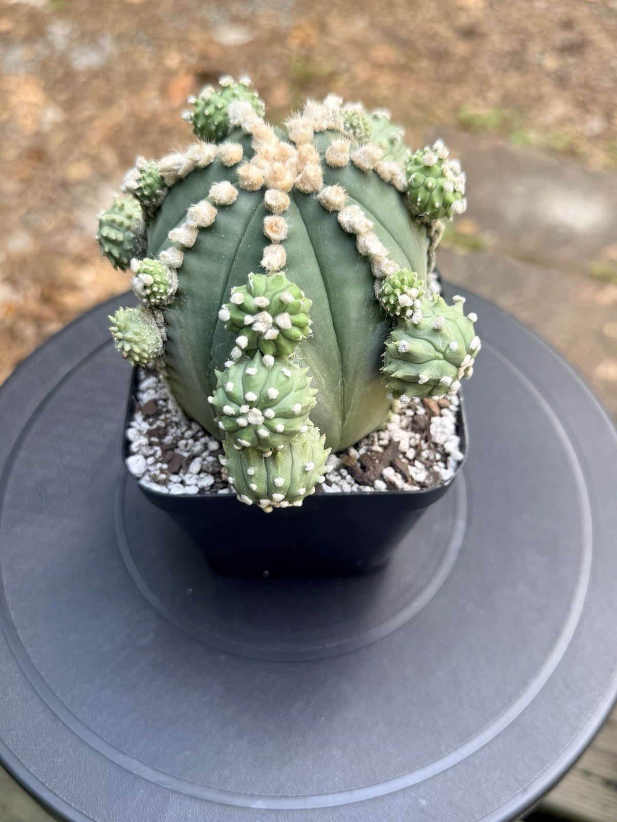 Large Astrophytum Asterias cv. Ooibo w/ pups – Rare Cactus
