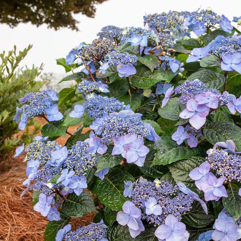 1 Gal. Pop Star Reblooming Hydrangea Flowering Shrub Plant with Electric Blue…