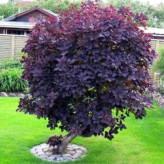 PURPLE SMOKE tree 4″ pot