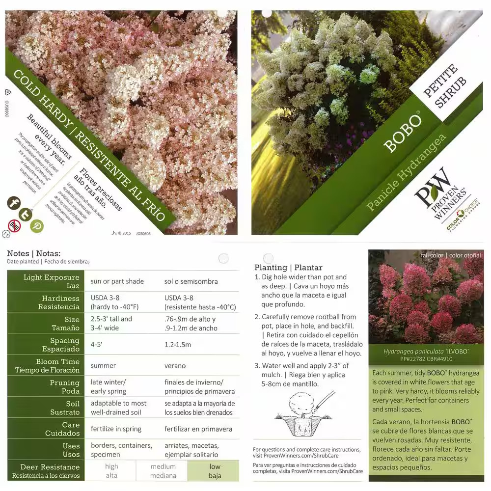 1 Gal. Bobo Hardy Hydrangea (Paniculata) Live Shrub, White to Pink Flowers