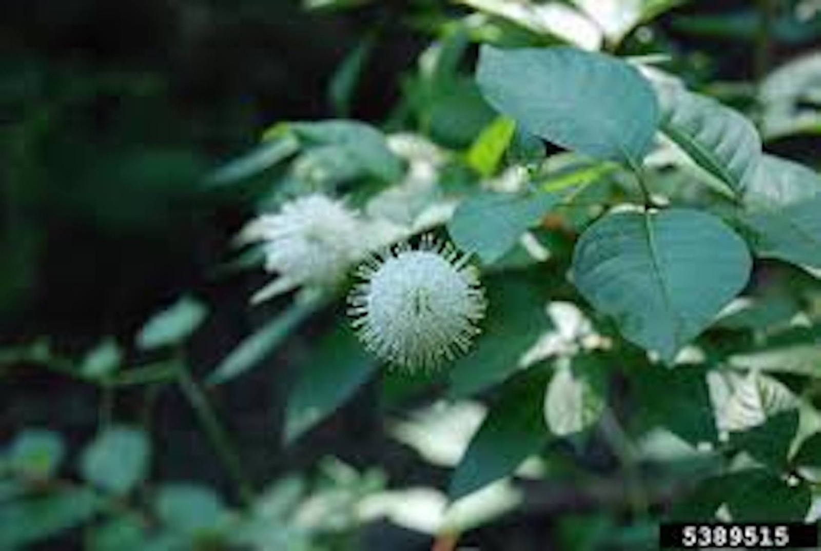 3 Buttonbush Plant 12-24″ Tall Bare Root Shrub Cephalanthus occidentalis