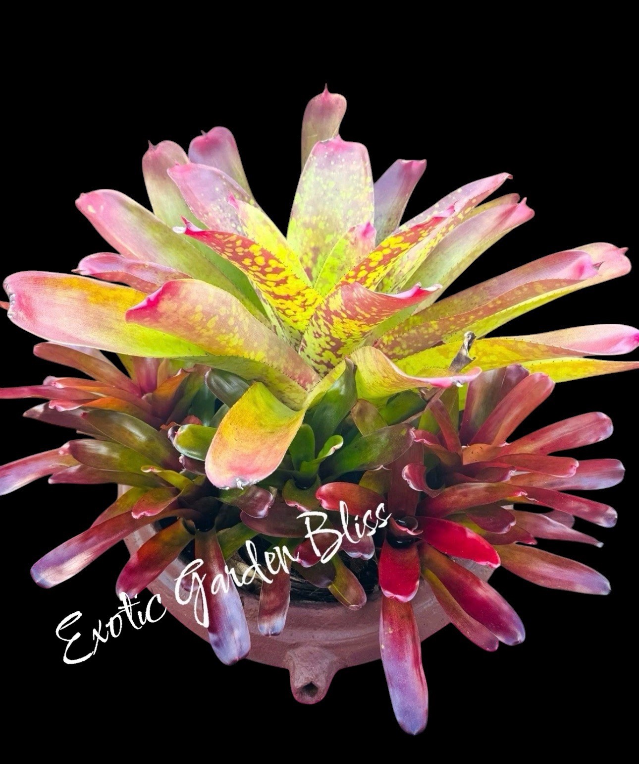 Neoregelia correia-araujoi AKA Sunkiss Bromeliad Plant