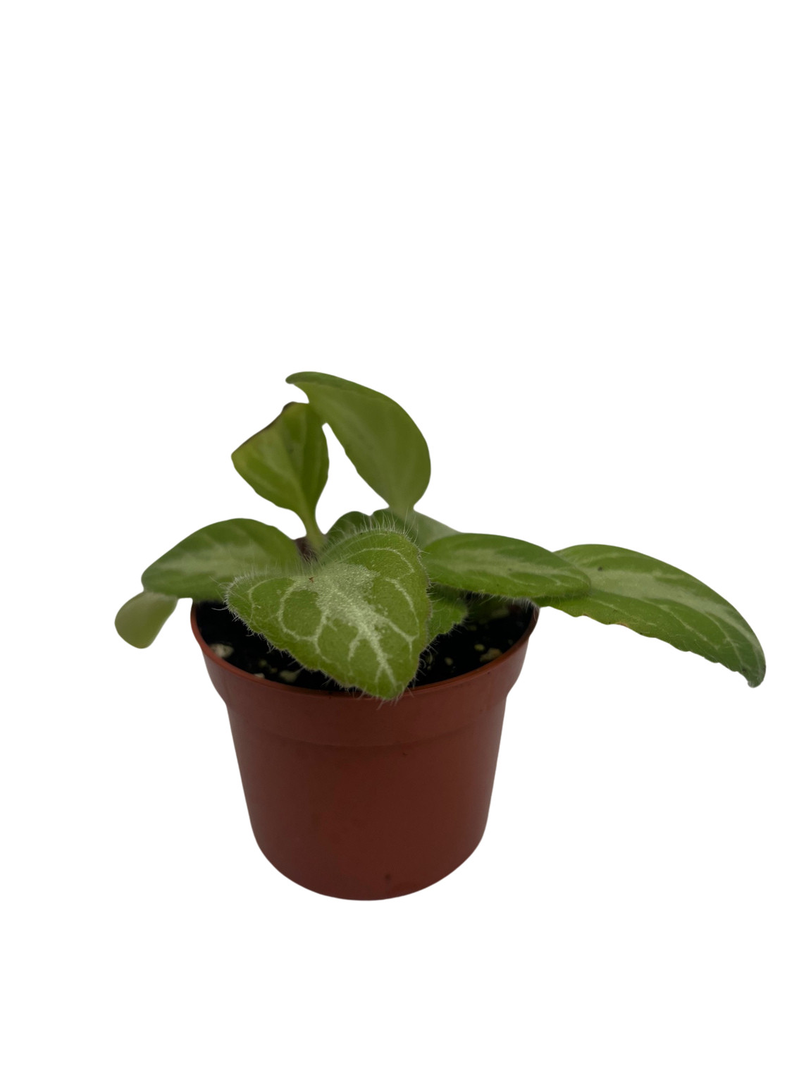 JV Menagerie Asian Violet – Primulina – 2.5″ Pot – Blooming House Plant
