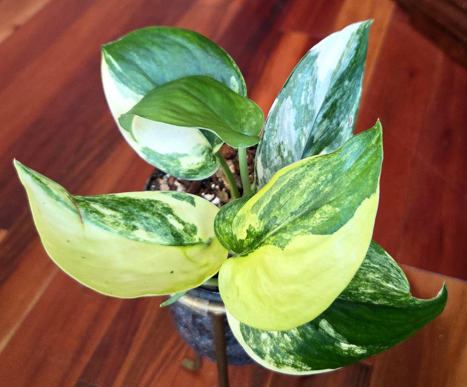 Rare Scindapsus Jade Satin Aurea Variegated 9″ Tall not Monstera Philodendron