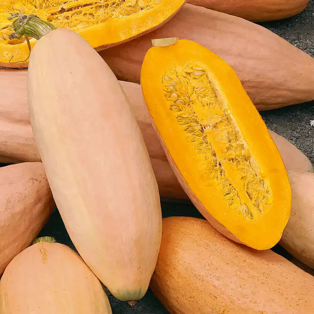 10 ~ JUMBO Pink Banana Winter Squash Heirloom Seed (Cucurbita spp.)