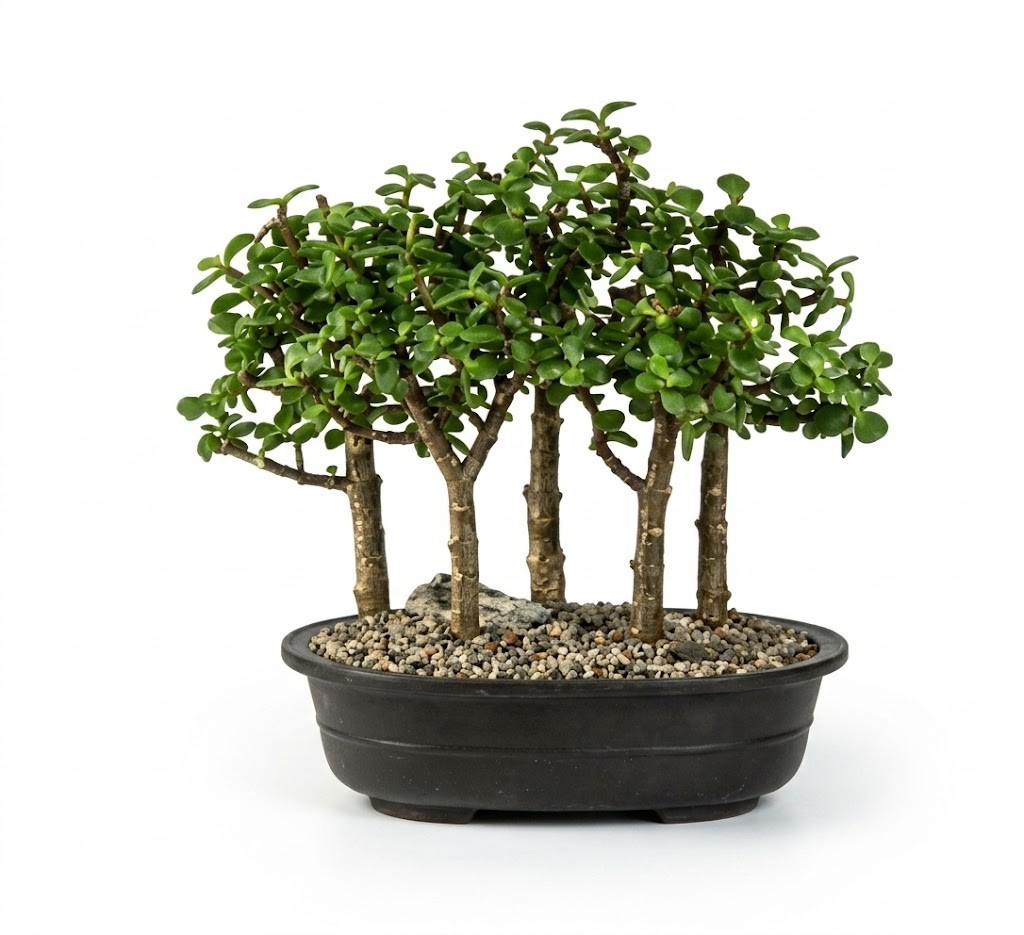 Live 6-9 Yr Old Baby Jade Bonsai Tree 5 Tree Forest Group Portulacaria Afra 11″H