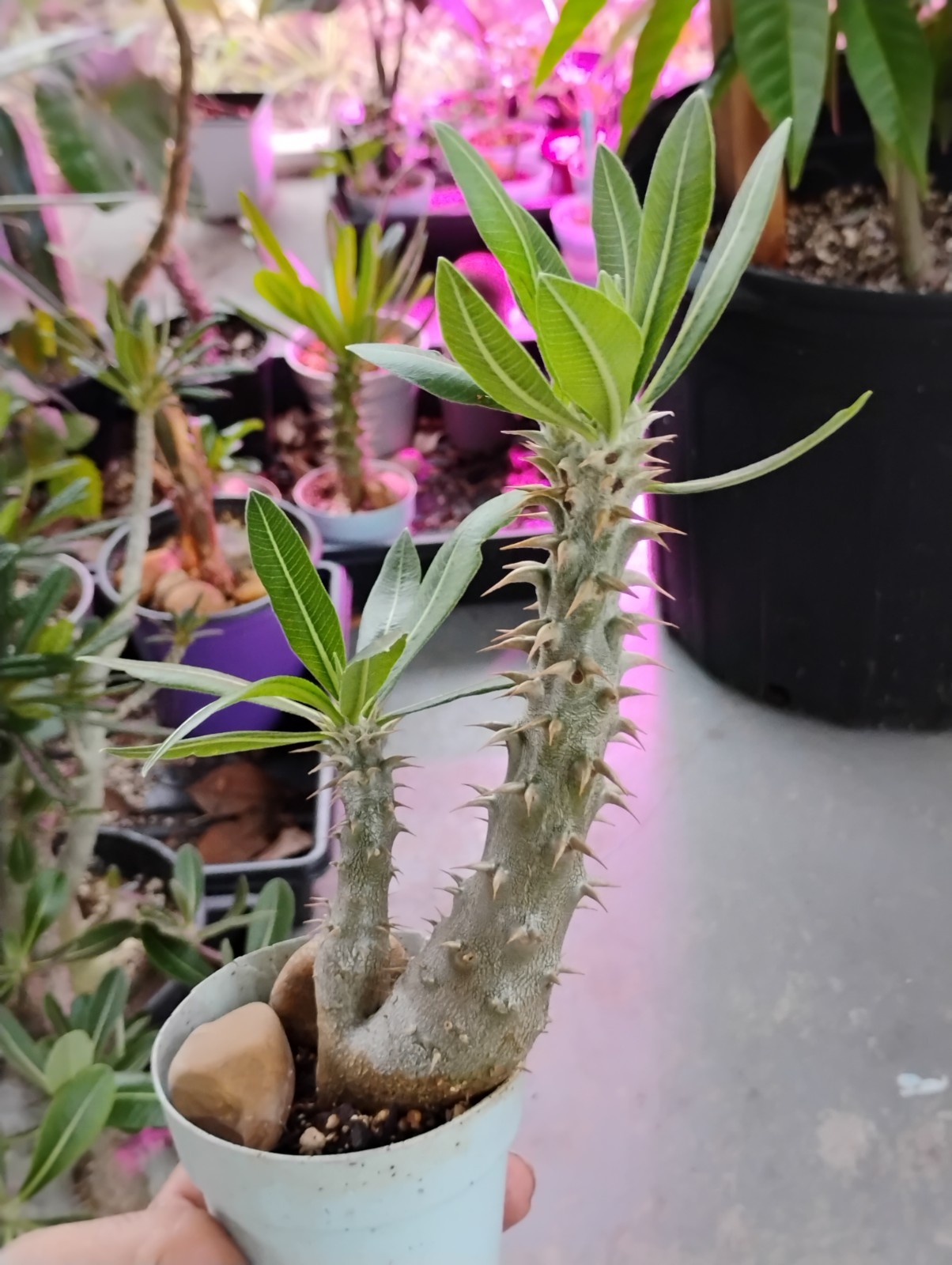 Pachypodium Horombenese Madagascar Palm