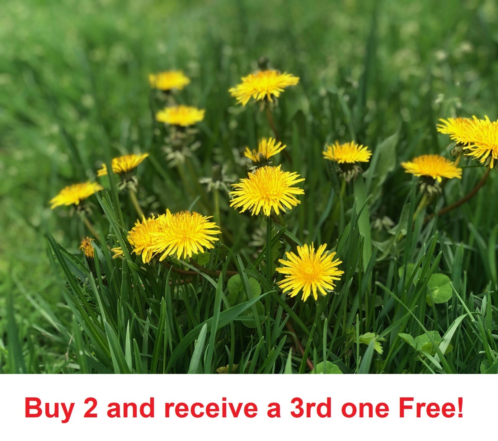 2500-3000 Dandelion seeds – Taraxacum Officinale