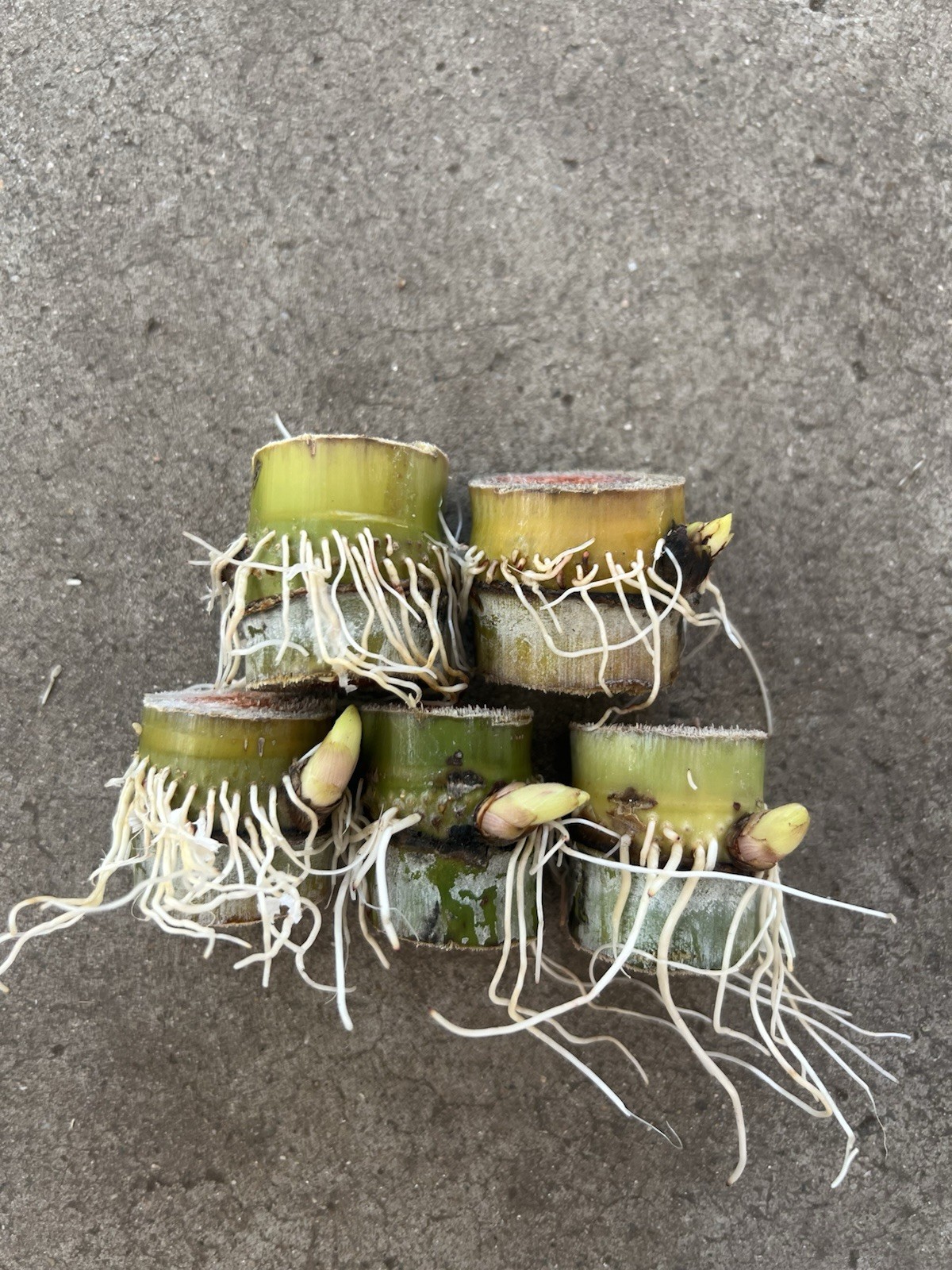5pcs Rooted Green Yellow Sugarcane Cutting Tropical Live Plant Ready To Plant