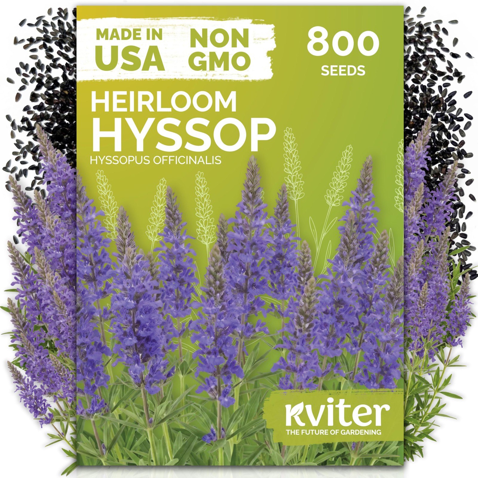 KVITER 800 Hyssop Seeds (Hyssopus Officinalis)