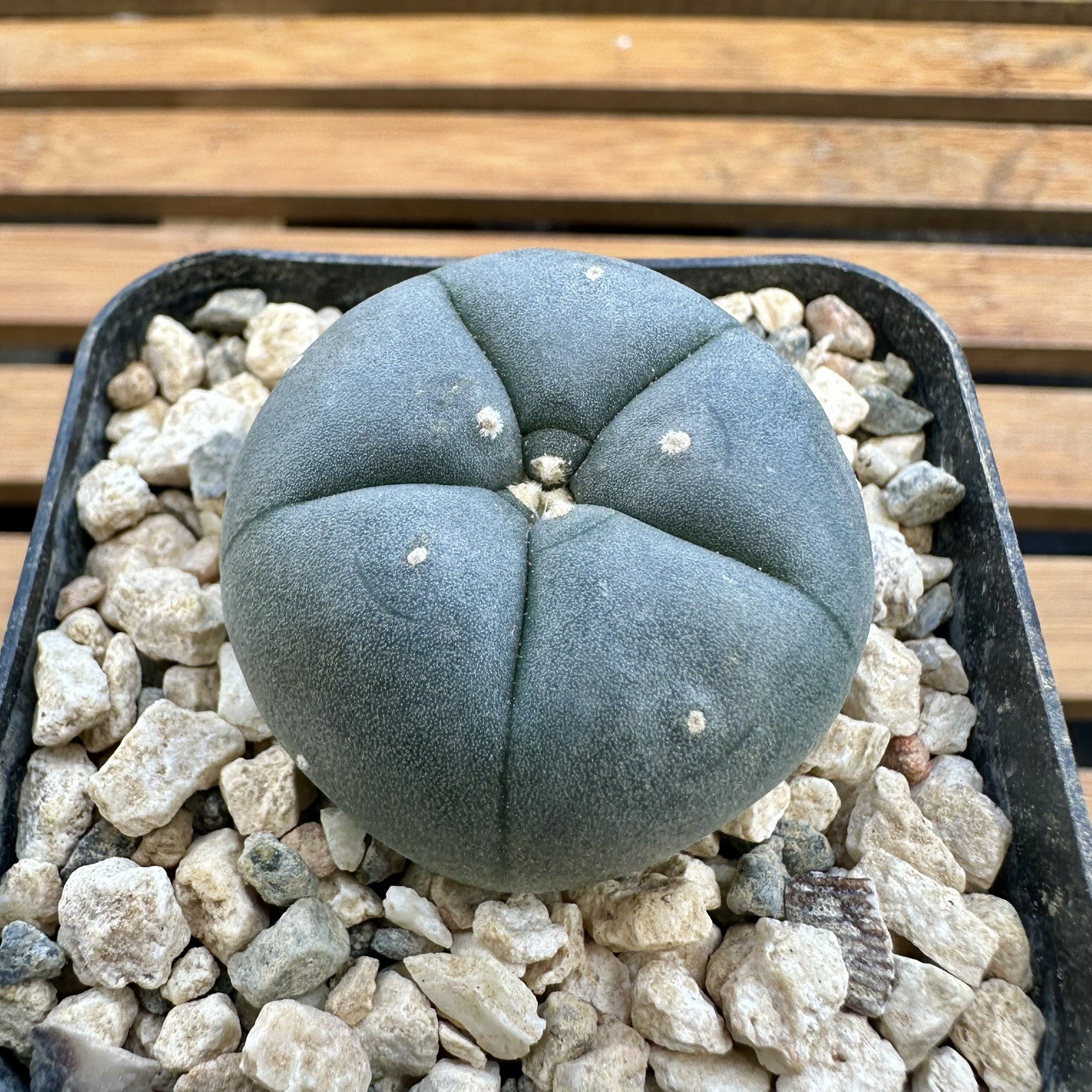 copiapoa ariocarpus aztekium cactus “TEXANA” Seed Grown USA