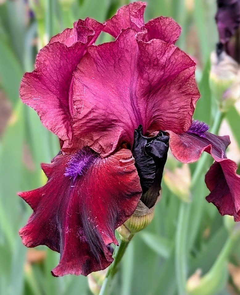 ‘Redneck Girl’ TB Bearded Iris Rhizome PRE-SALE to Ship Aug/Sept