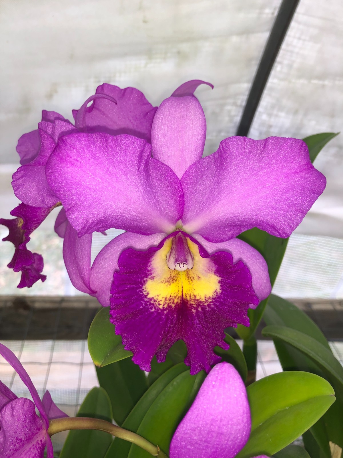 (279-3) Pot.Hsinying Pink Doll Hsinying AM/AOS MS