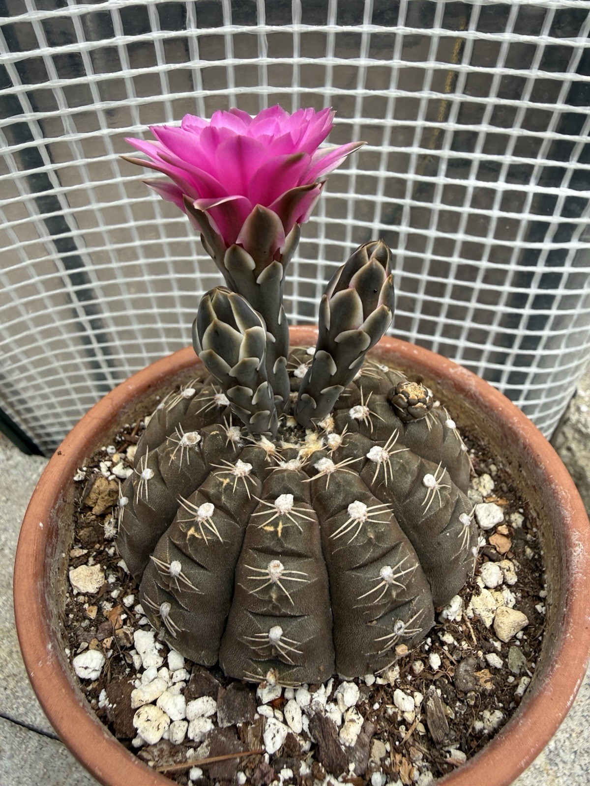 Gymnocalycium ragonnesei Hybrid Deep Pink Flowers