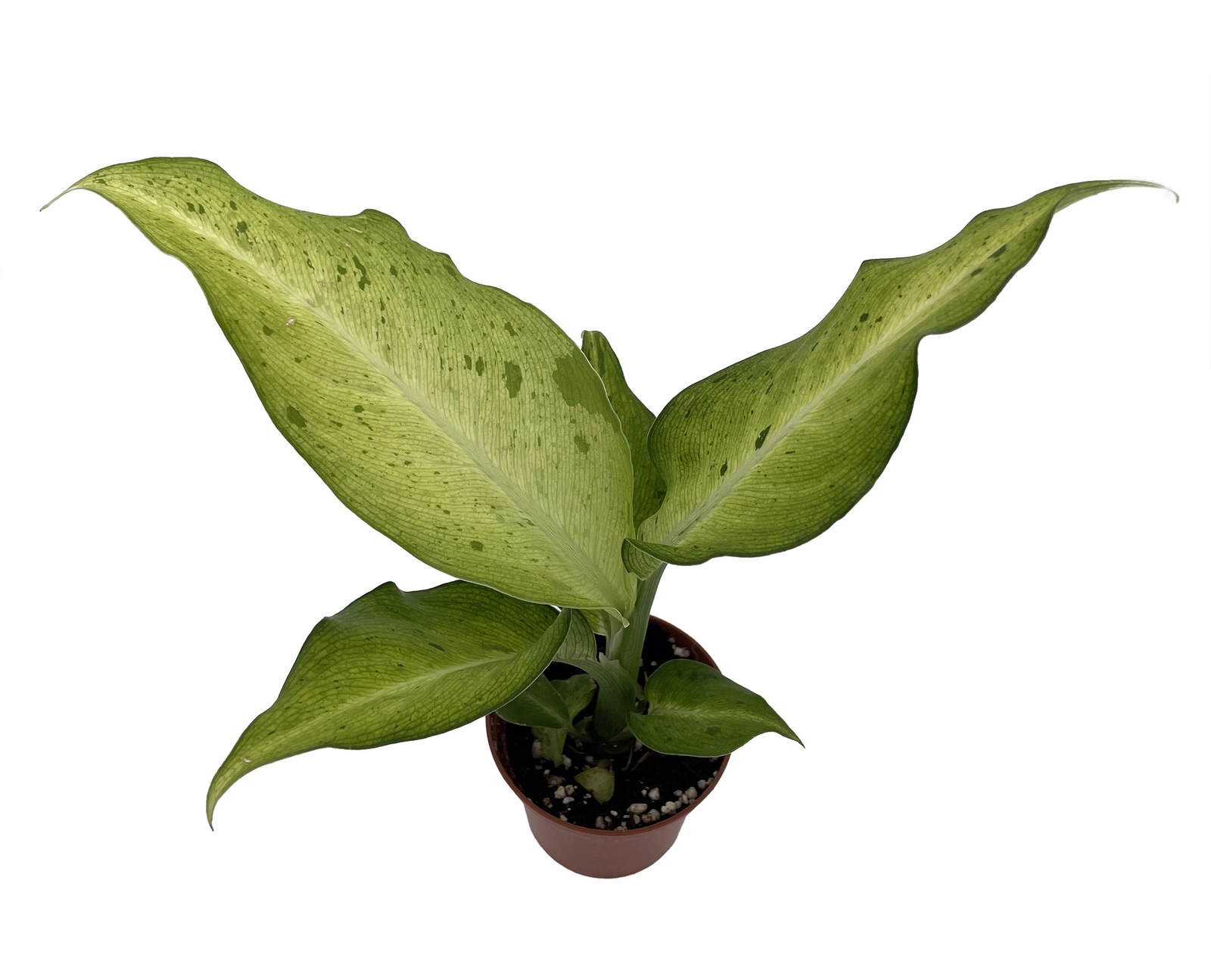 Camouflage Dieffenbachia Plant – Exotic – 2.5″ Pot