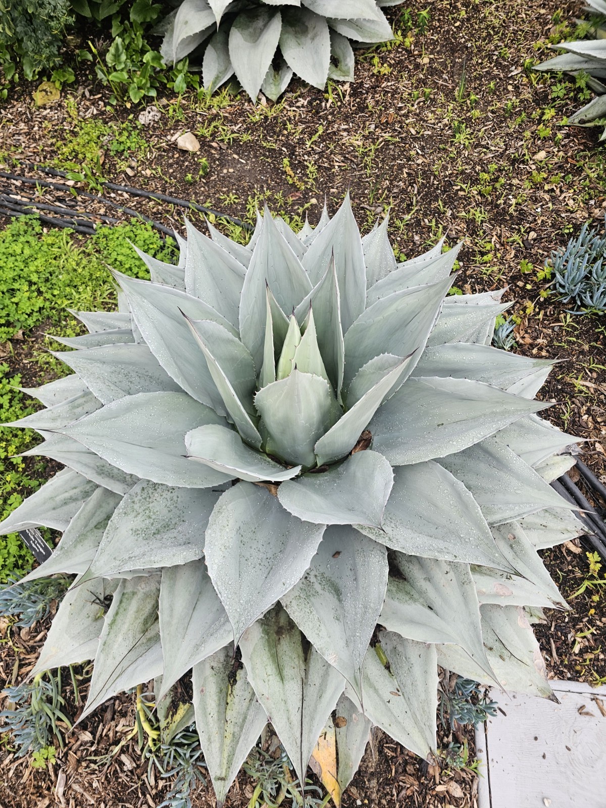100 Agave Ovatifolia cv. ‘Vanzie’ Seeds (Whales tongue agave) [Cold Hardy 10F]