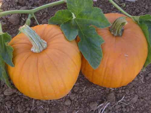 SUGAR PIE PUMPKIN SEEDS * SWEET FOR PIES * SMALL & ROUND * 7 SEEDS *