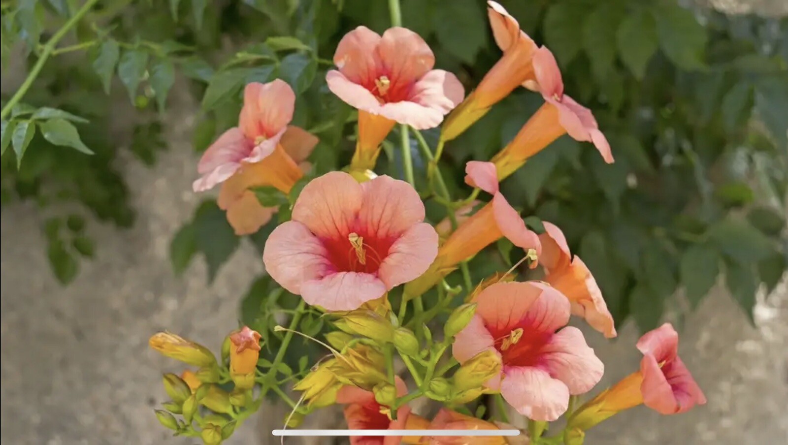 50++ Trumpet Vine Seeds (Campsis radicans) Orange. Free Shipping!