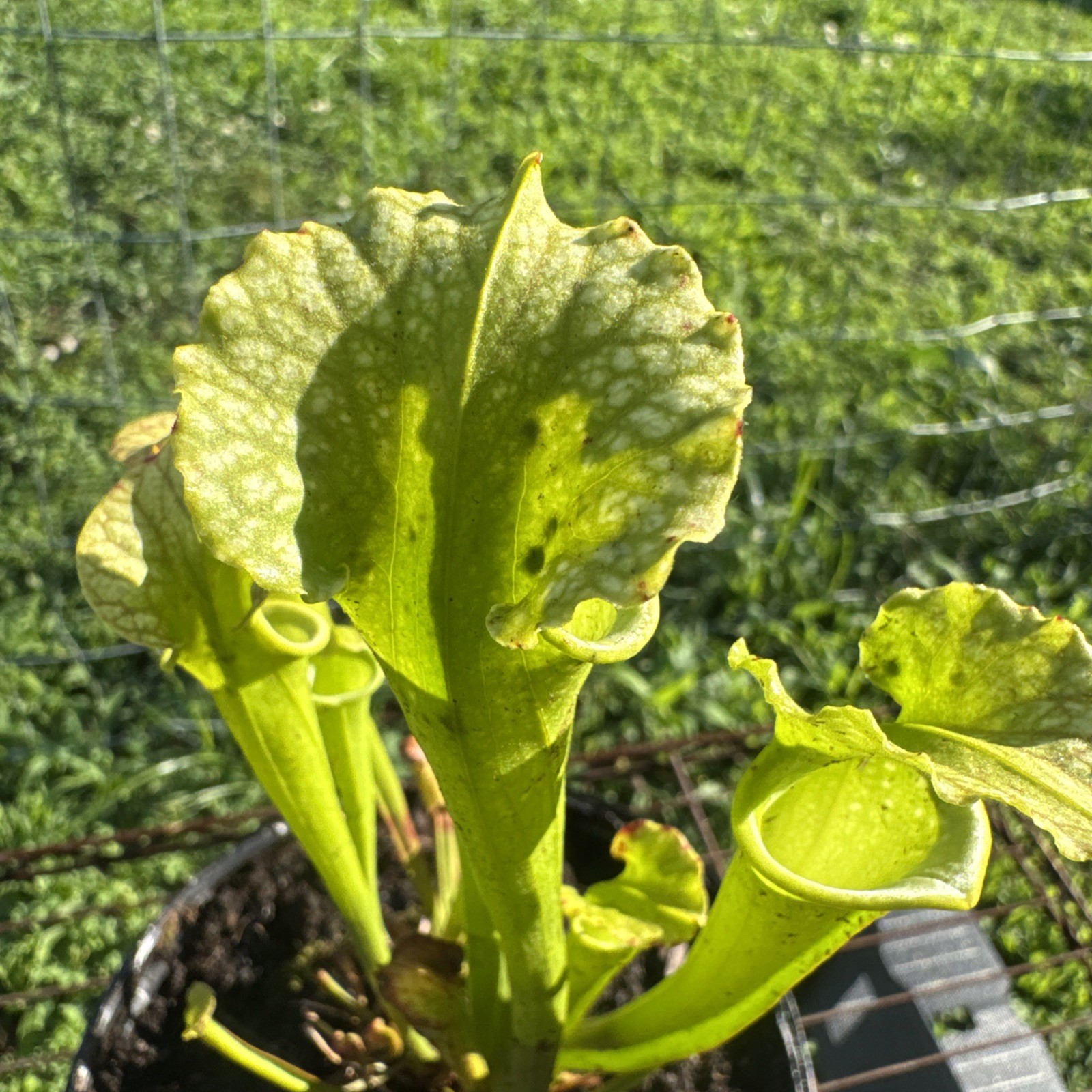 SARRACENIA X MOOREI “ADDISON BOG BOG MOOREI MIX” 23-MIX82. GALIC. MEDIUM SIZE.