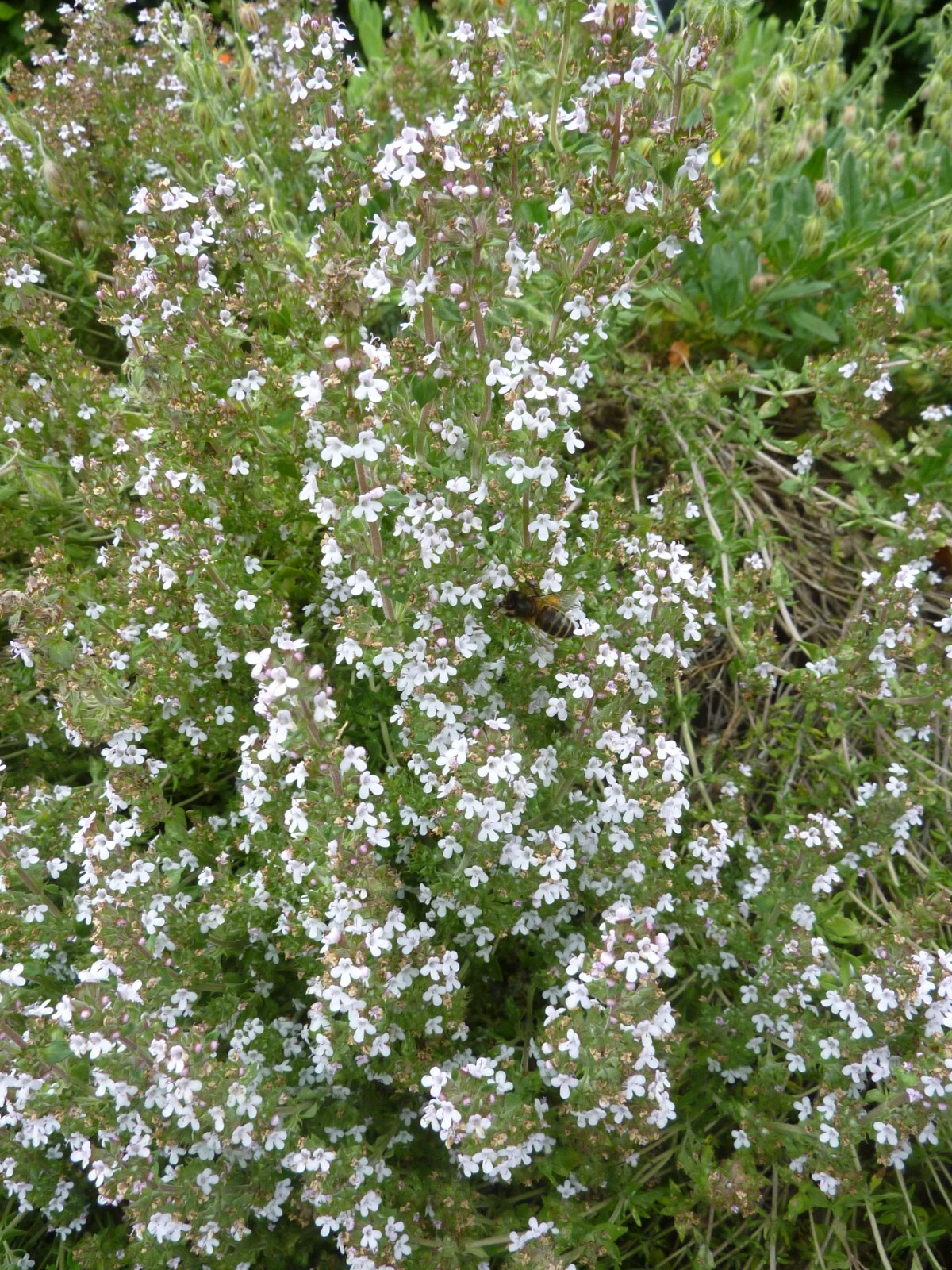 Garden Thyme Seeds – Thymus vulgaris Seeds – Culinary Herb – Multiple Quantities