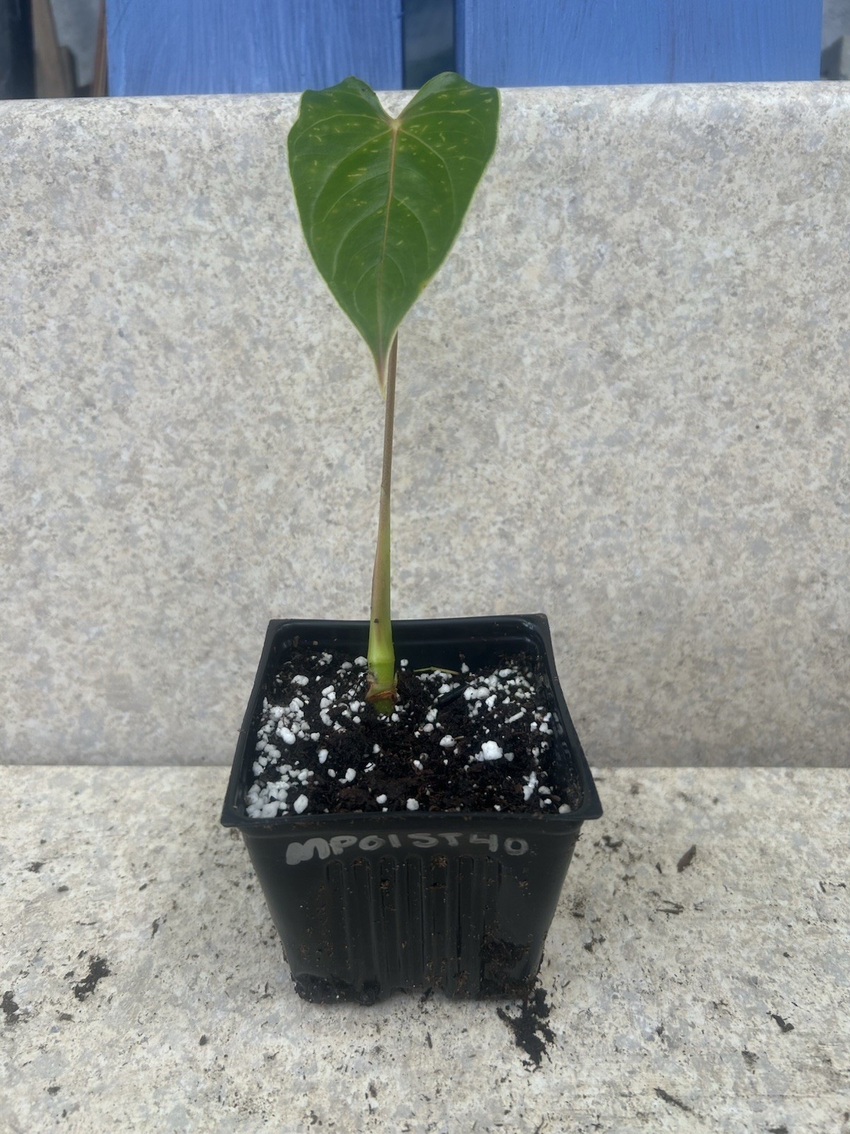 Anthurium Bright Red Tropical Potted Seedling Green Broadleaf Indoor Medium Sun