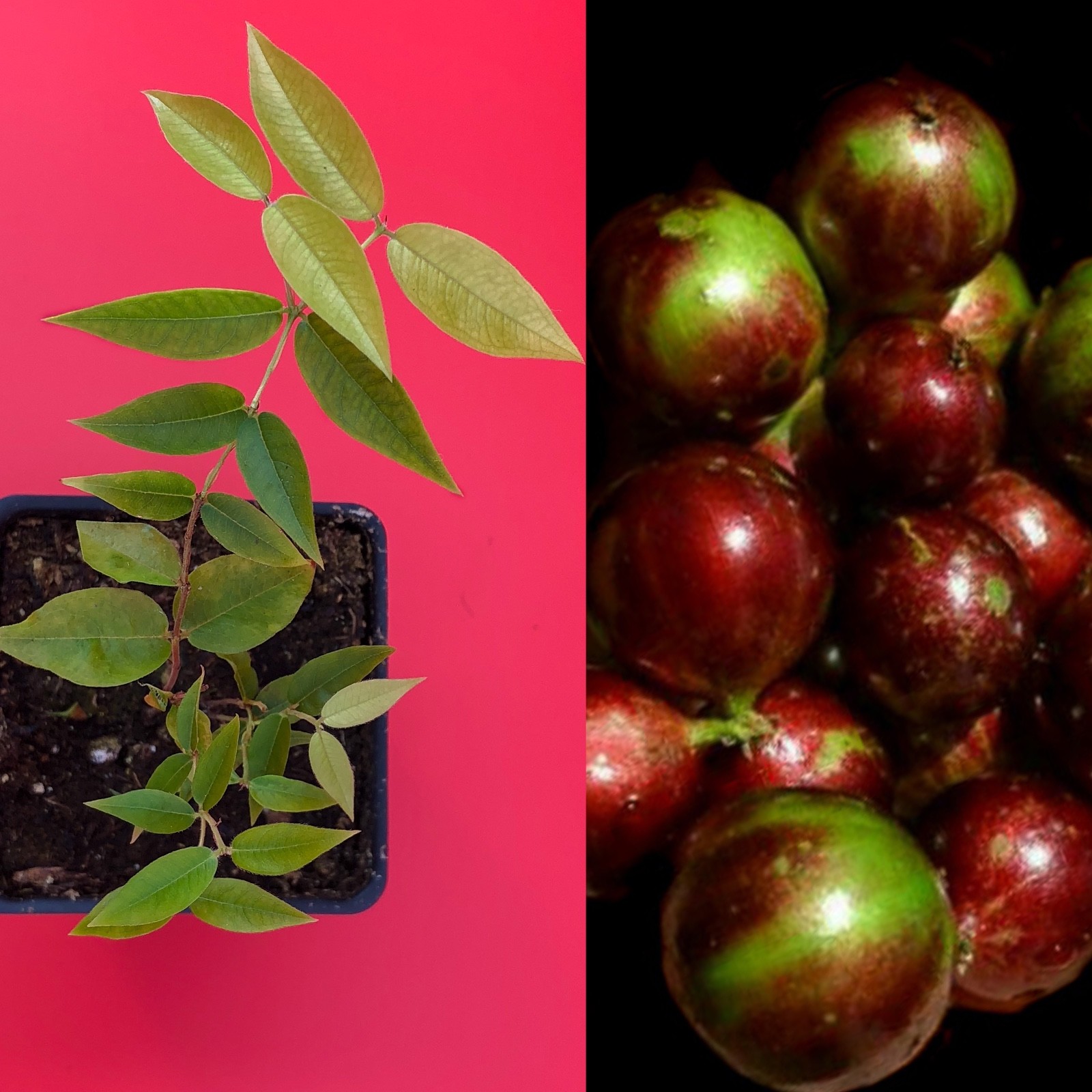 Escarlate Hybrid Jabotica Plinia Scarlet Brazilian Grape Fruit Tree Plant