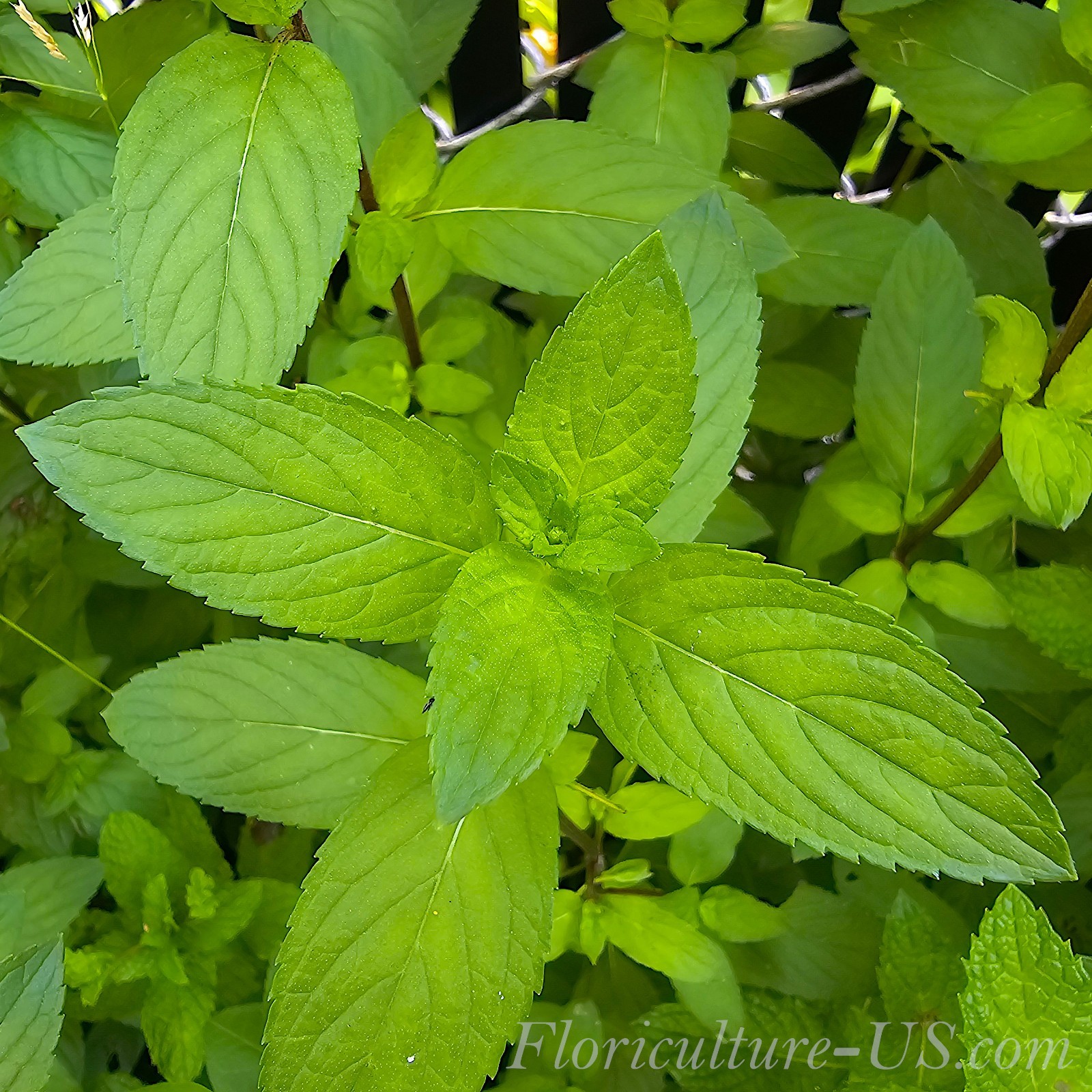 Mentha – Spearmint & Peppermint, Live Mint, Unrooted Cuttings, Herb