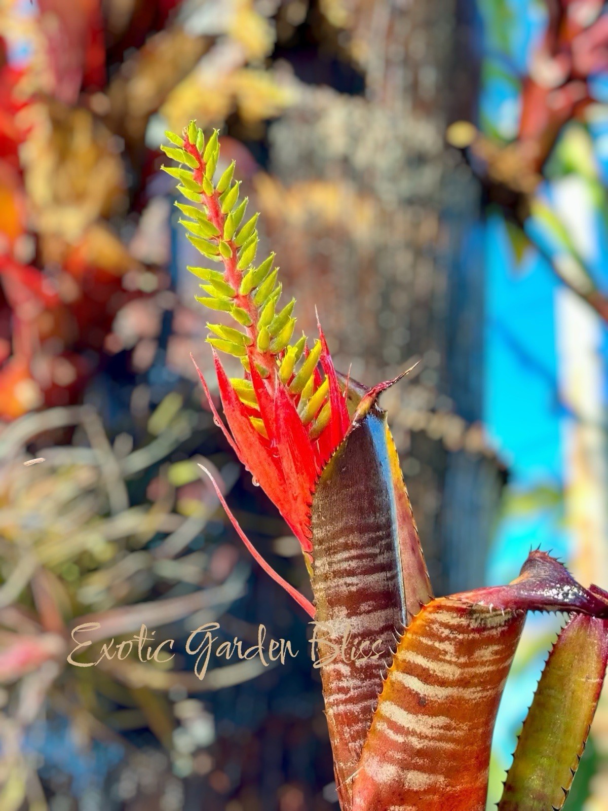 🌺🔥 Aechmea nudicaulis ‘Rafa’ – Rare Collector Bromeliad – Stunning Plant
