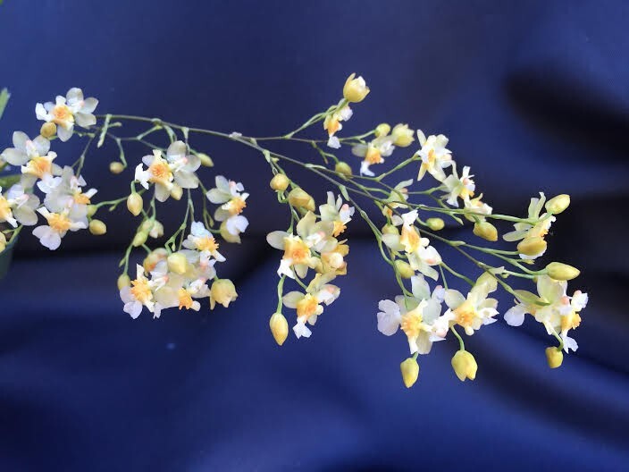 Oncidium Twinkle ‘Fantasy’, Miniature Orchid, Plant Shipped in 2.5″ Pot