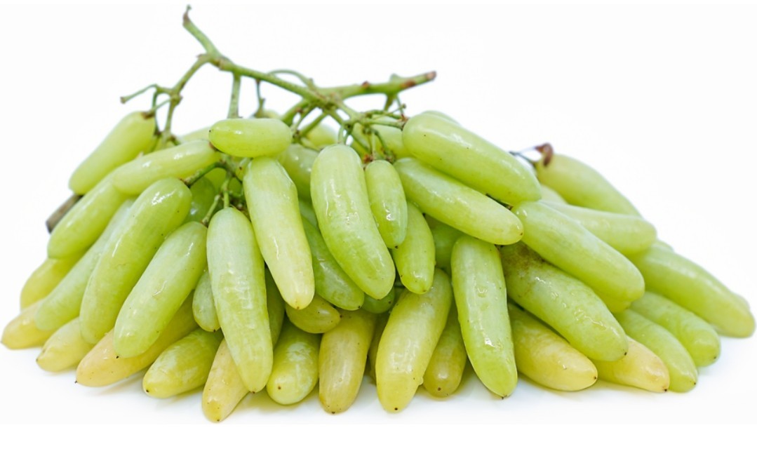 Rare Green Finger Grape Vine Plant (1-Year-Old) Seedless – Ready for Planting