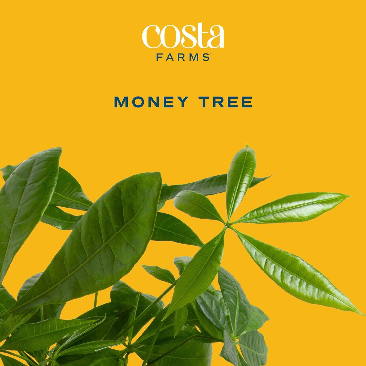 Money Tree Live Indoor Plant, 10 Inches Tall, Pachira Aquatica Bonsai-Style Real