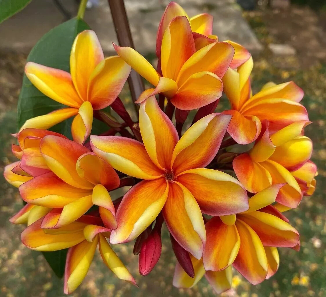 5 Pink Orange Yell Plumeria Seeds Perennial Flowers Flower Frangipani US SELLER