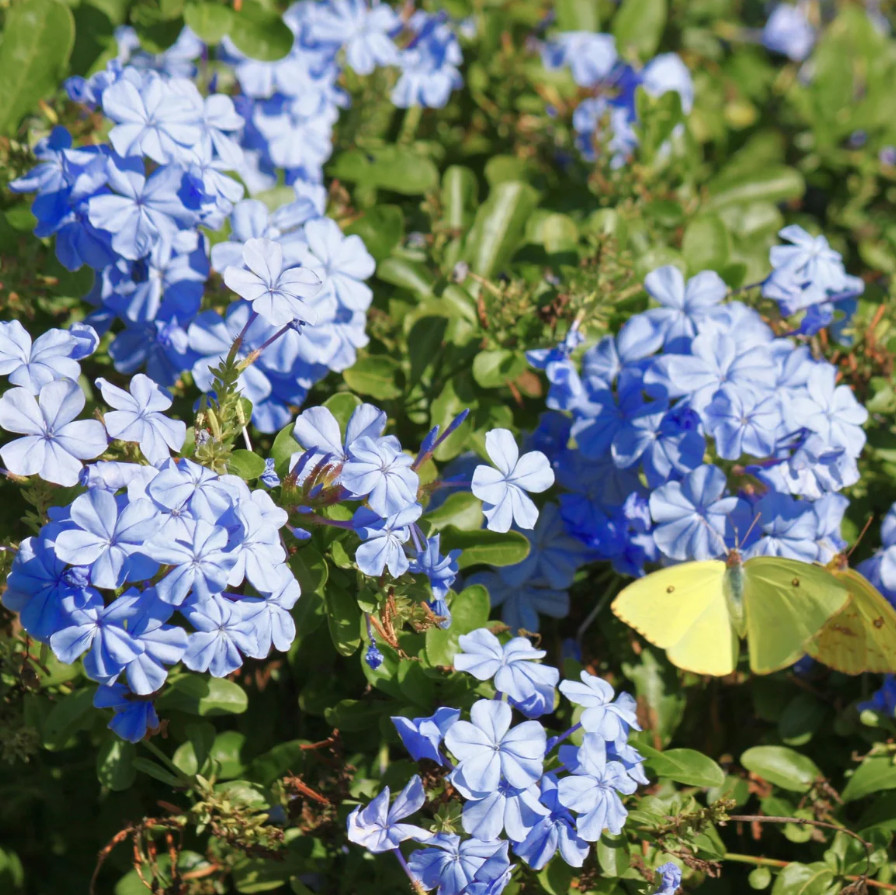 Plumbago Live Plant Plug, 1–3″ Tall, Sky Blue Flowering, Hardy Perennial Shrub