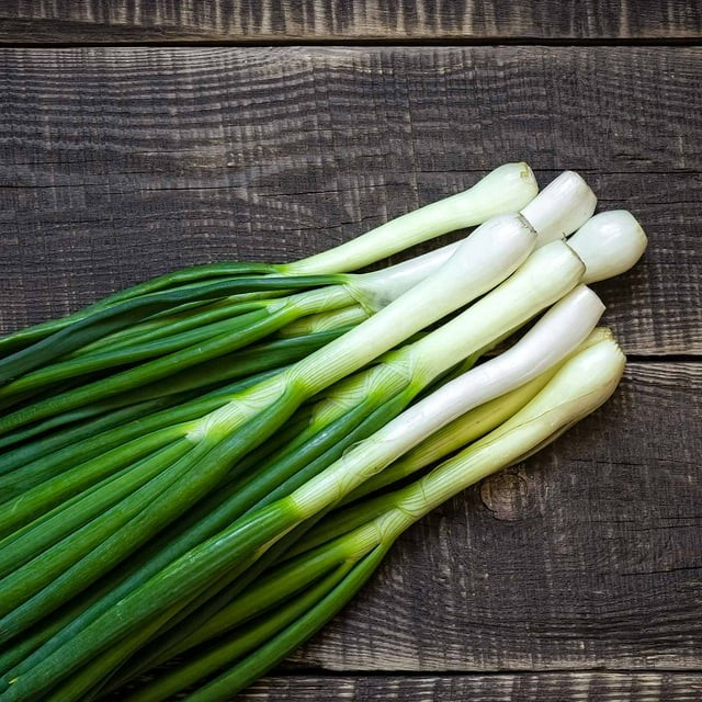 500+ Onion Seeds – Bunching – Tokyo Long White — Perennial