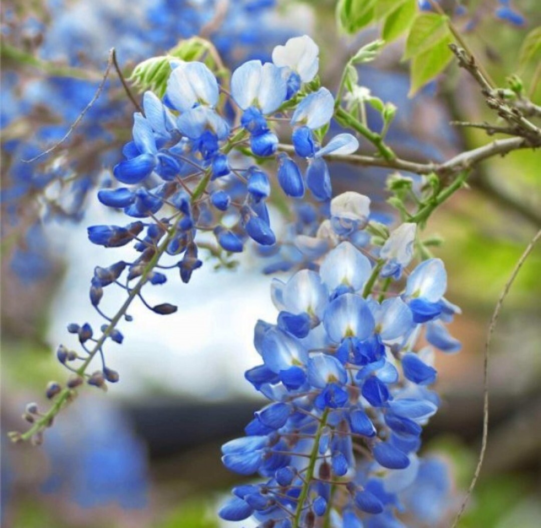 5 Wisteria BLUE MOON Unrooted Cuttings 6-8″ long. Vine Tree. Fresh Cuts