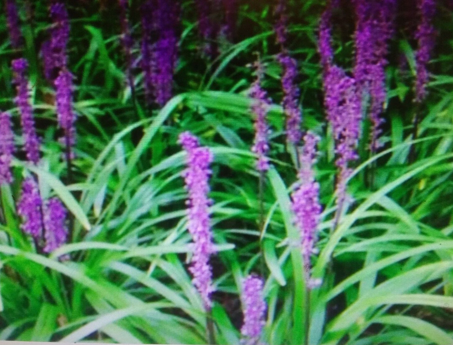 14 Liriope Plant Bare Rooted Starter Plants Monkey Grass Lilyturf 4″-6″ Live