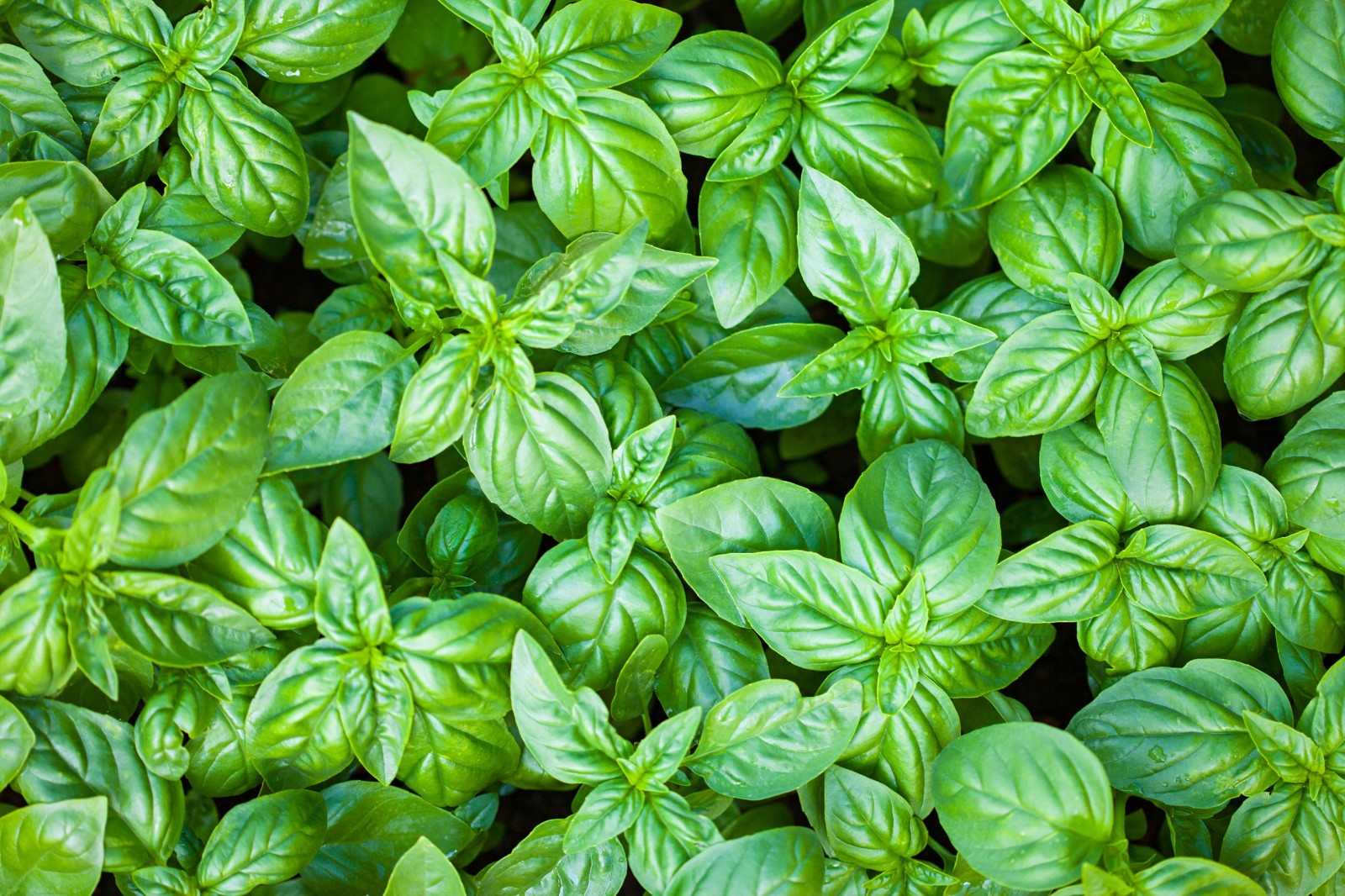 2,000 Genovese Basil Seeds – Heirloom – Classic Sweet Italian Cooking Herb