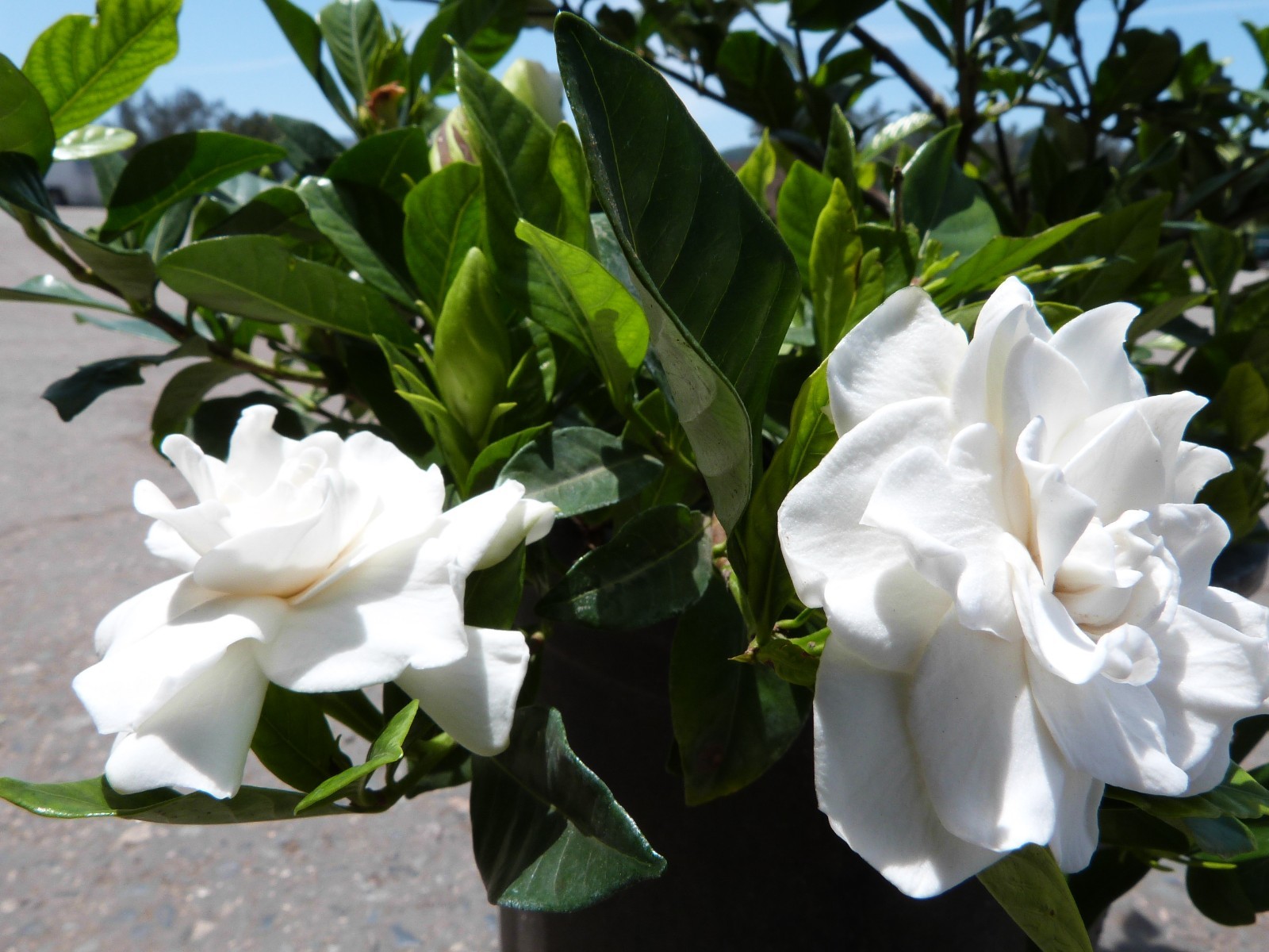 Veitchii Everblooming Gardenia ( cape jasmine ) – Live Plant – ( 1 QT )