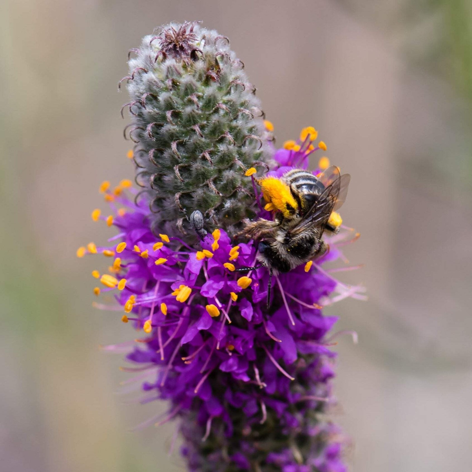 Purple Prairie Clover Seed (Dalea purpurea) ~Native Wildflower Pollinator Garden