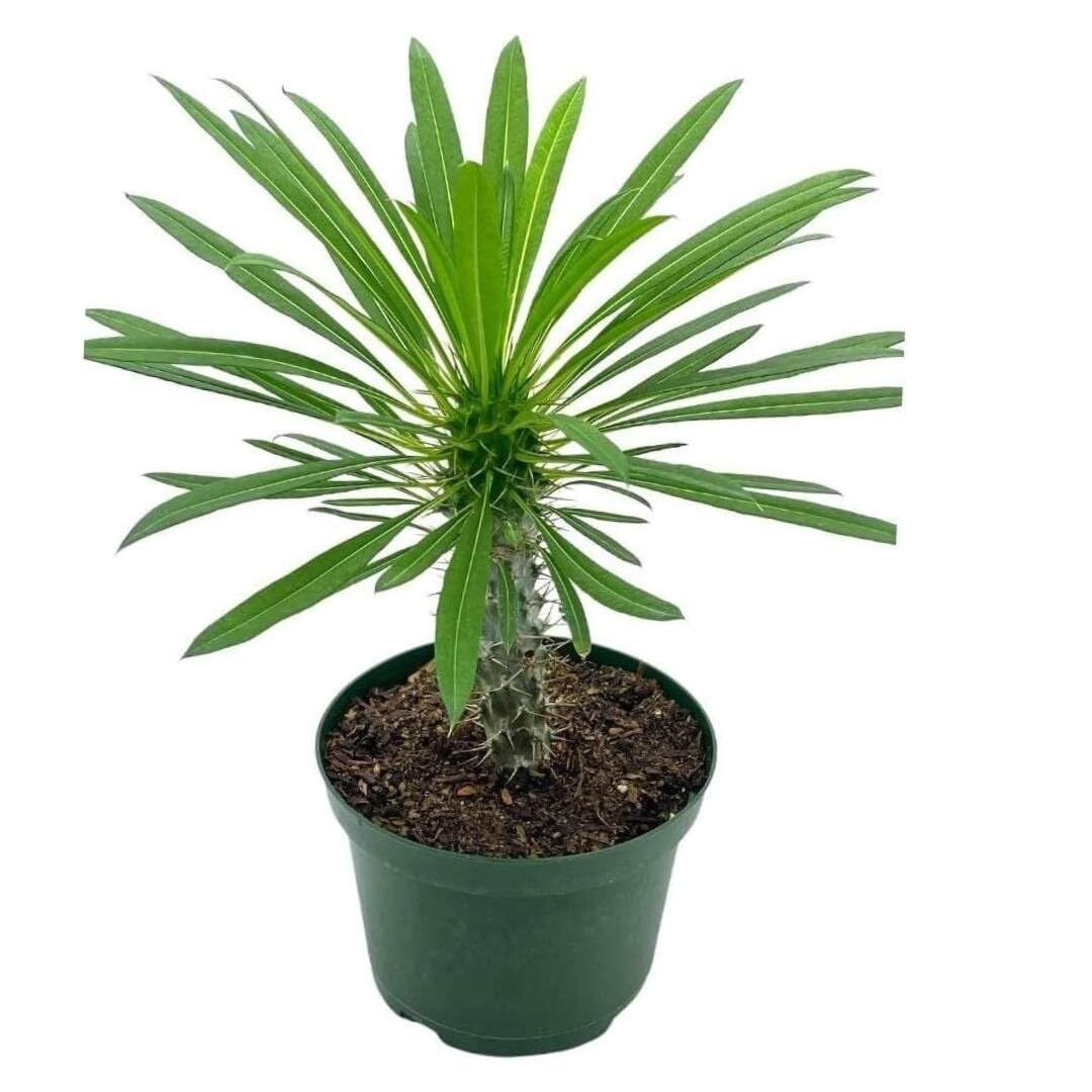 Madagascar Palm, Pachypodium Lamerei, in a 4 inch Pot, Large Pachy geayi Costant