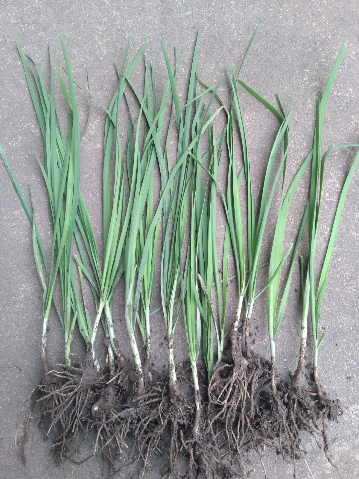 ON SALE 150+ Garlic Chive, Chinese Leek SEEDS, 韭菜种子