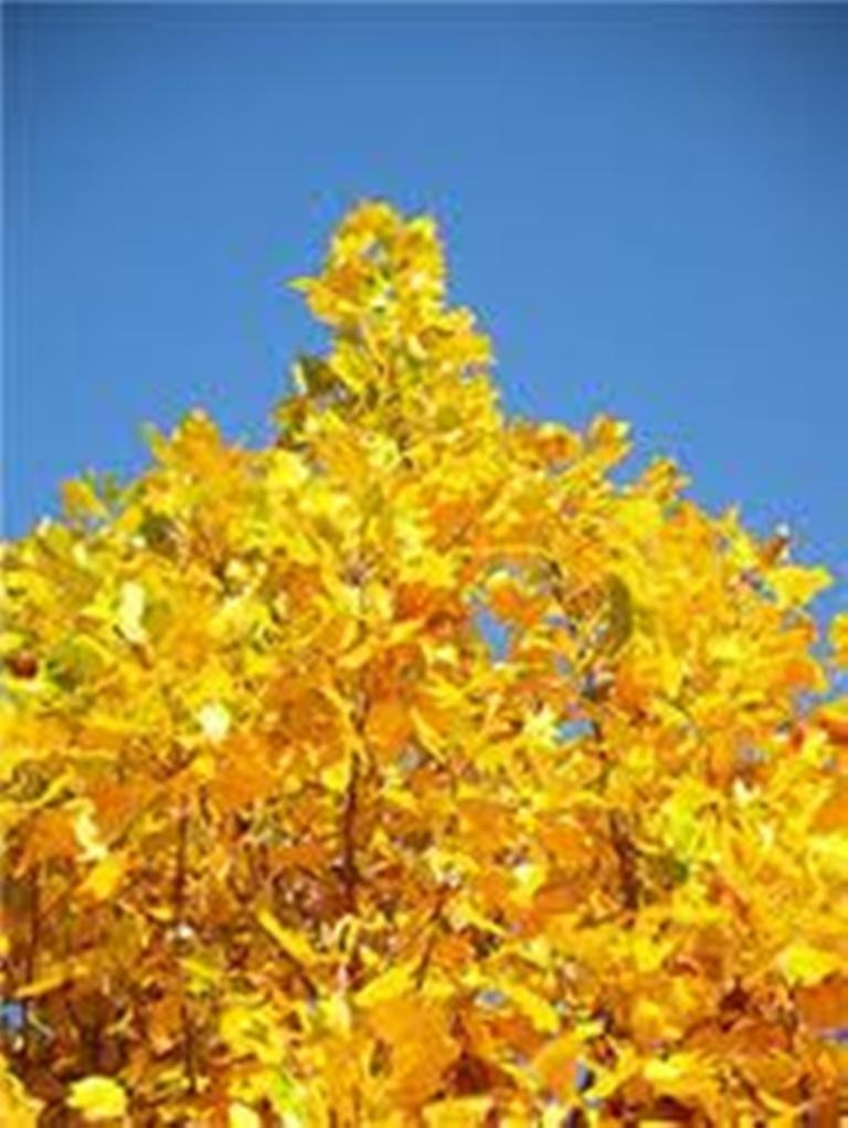 Yellow Tulip Poplar, Liriodendron tulipifa, 25 tree seeds – Nov 2024