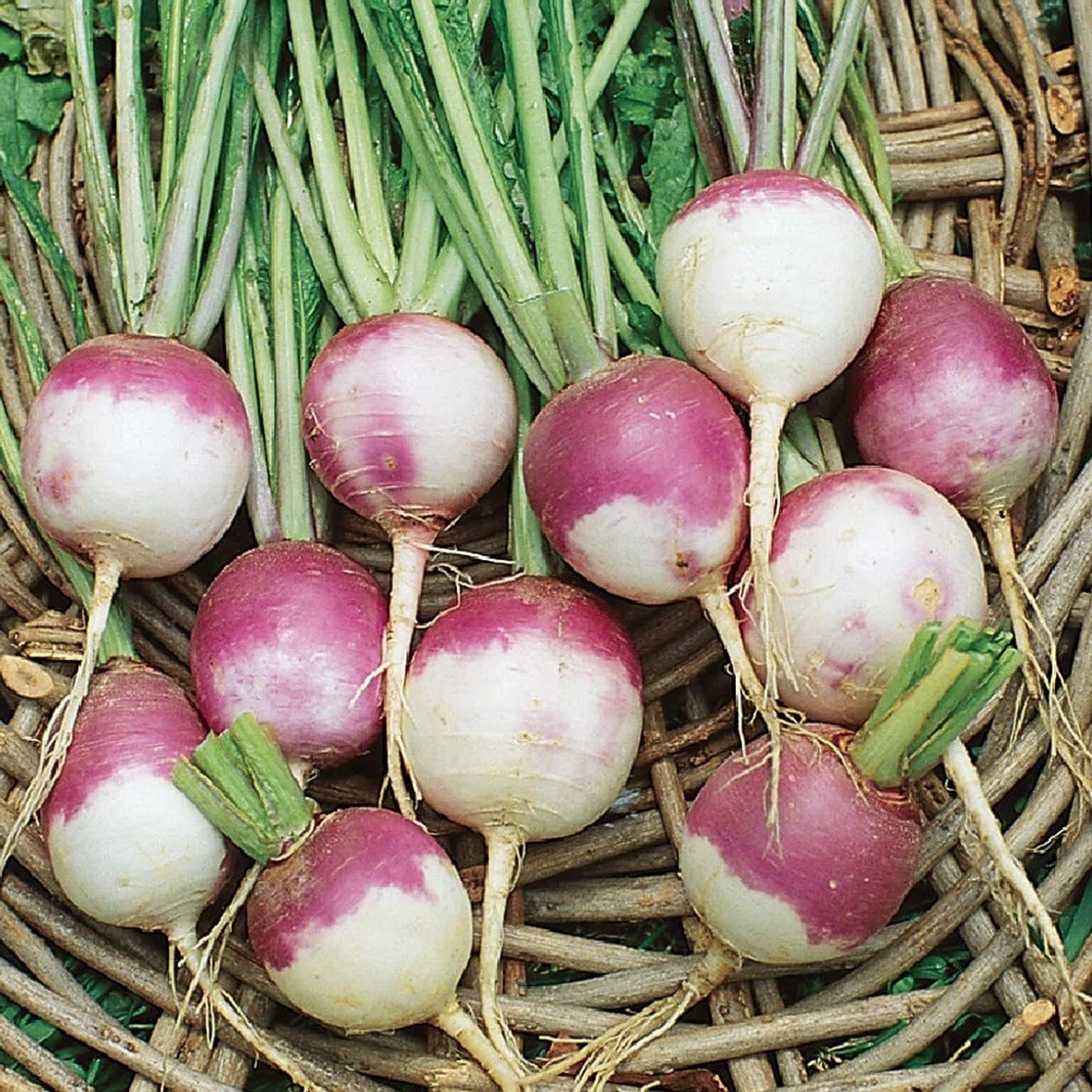 Purple Top White Globe Turnip Seeds, NON-GMO, Variety Size Packets. 400-1600
