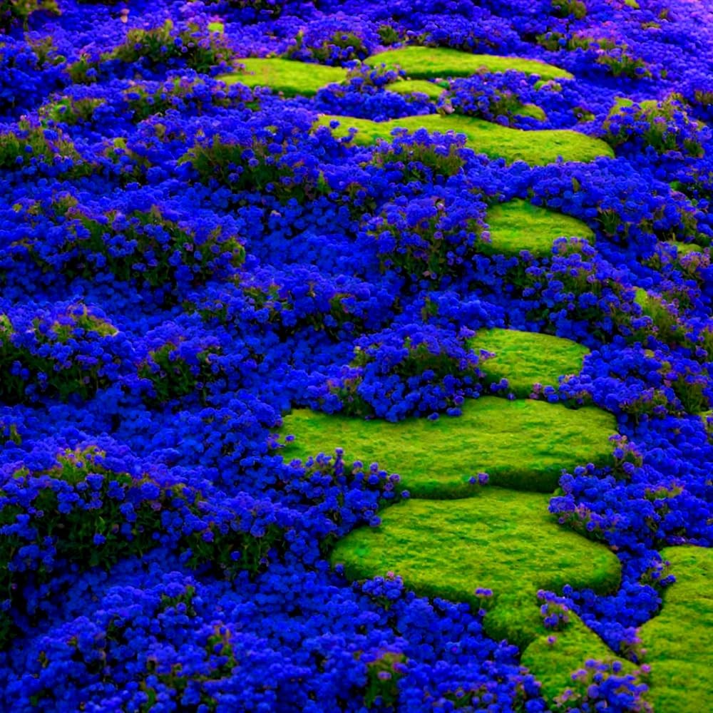 Blue Woolly Thyme Seeds,20001+ Blue Creeping Thyme Seeds Ground Cover,Drought