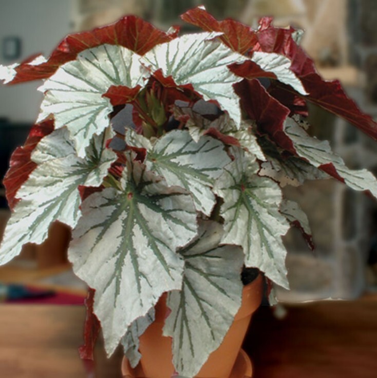 Begonia Plant Looking Glass Fibrous Hybrid Indoor Tropical 4-6″ Tall In 2.5″ Pot