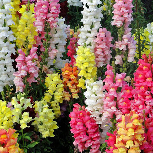 Magic Carpet Mix Snapdragon Seeds | Non-GMO | Free Shipping | Seed Store | 1201